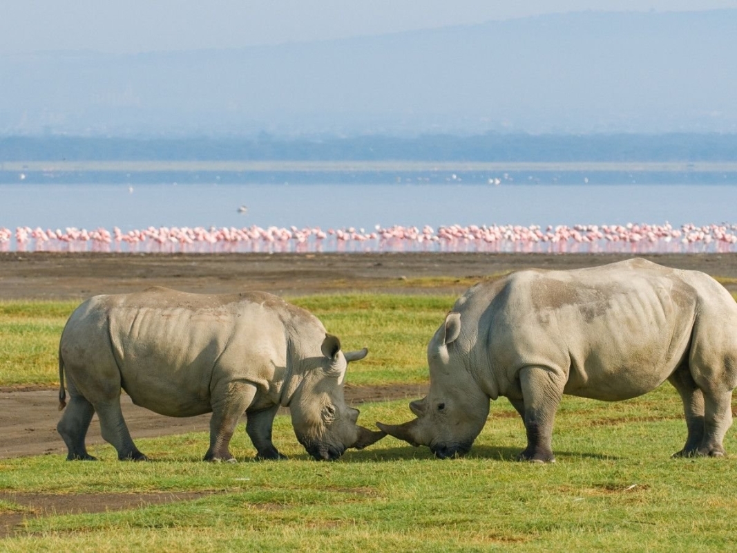 Kenya Classic Safari 8