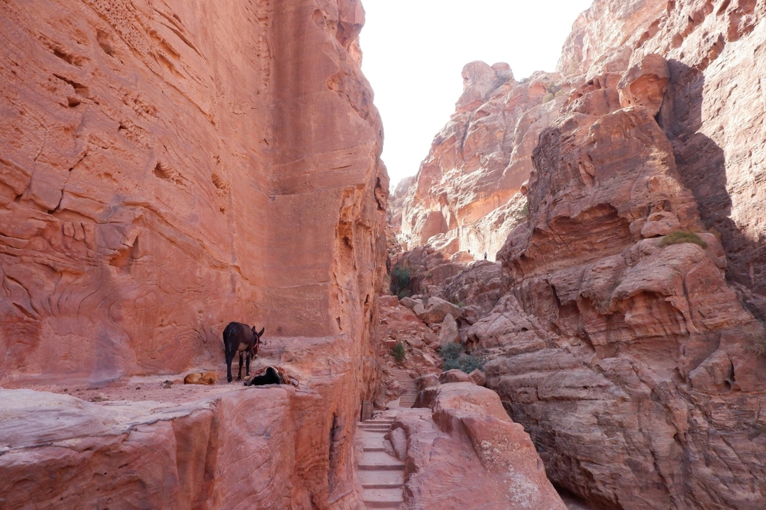 7 Days / 6 Nights History Culture Natural Beauty – All in One Journey to Jordan 9