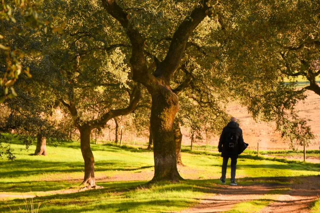 Dehesa pig farm and iberian tasting day trip 9