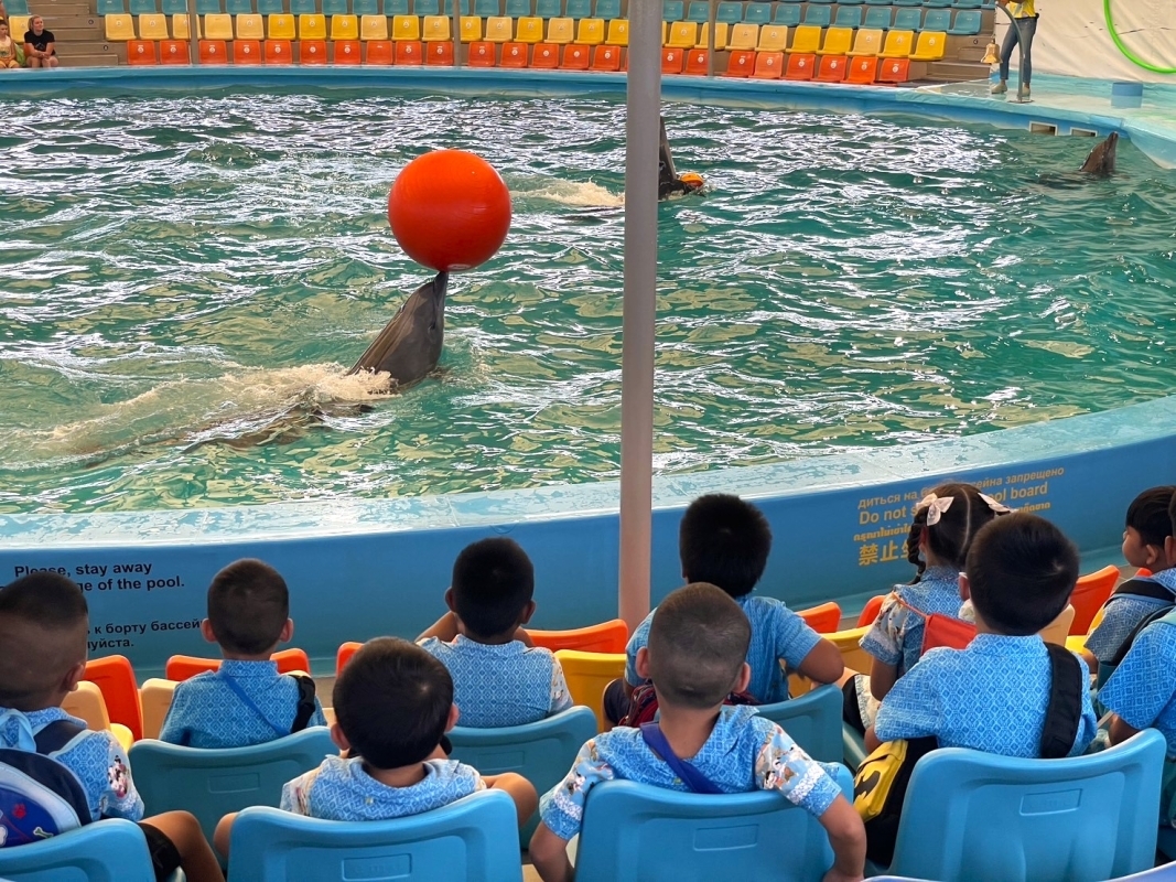 Dolphins Bay Show Phuket 5