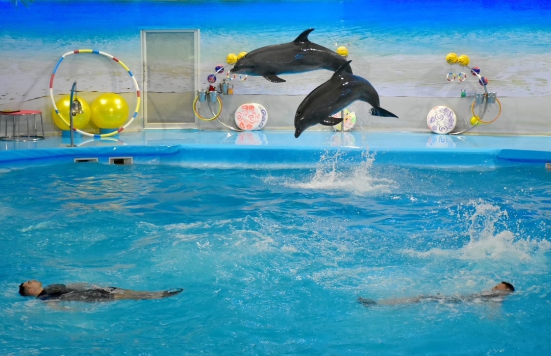 Dolphins Bay Show Phuket 2