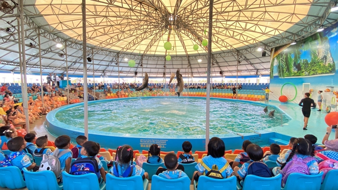 Dolphins Bay Show Phuket 3