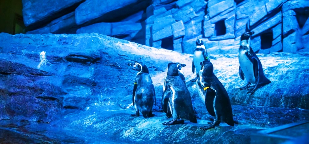 Aquaria Phuket and 4D Trickeye Museum Ticket 5