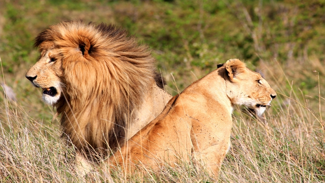 Majestic Kilimanjaro & Safari Bliss: 6-Day Kenya Combo Tour 3