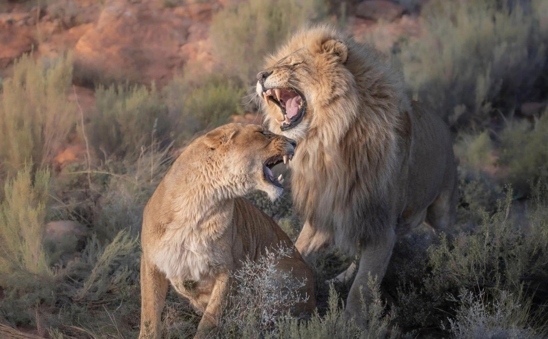Majestic Kilimanjaro & Safari Bliss: 6-Day Kenya Combo Tour 4