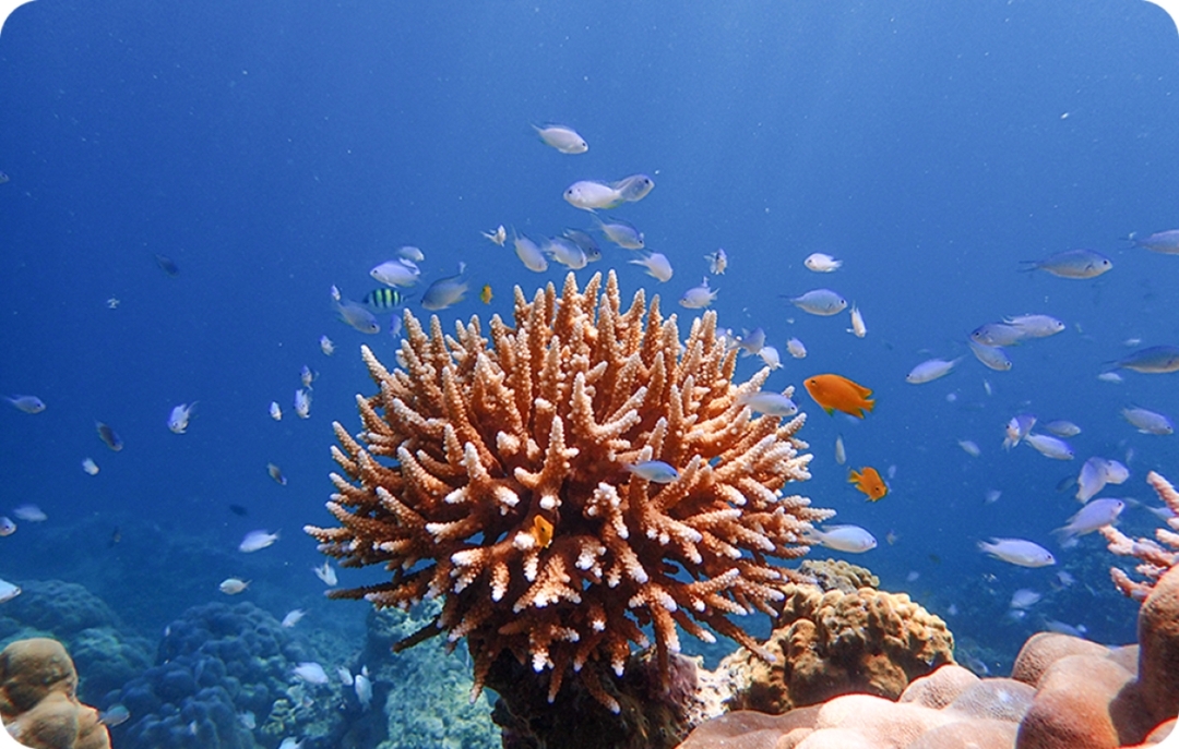 Surin islands One Day trip By Speed Boat 4