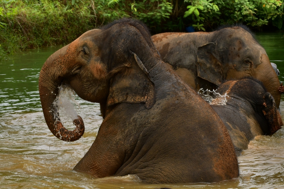 Elephant Jungle Sanctuary Phuket - Feed Me Premium 2