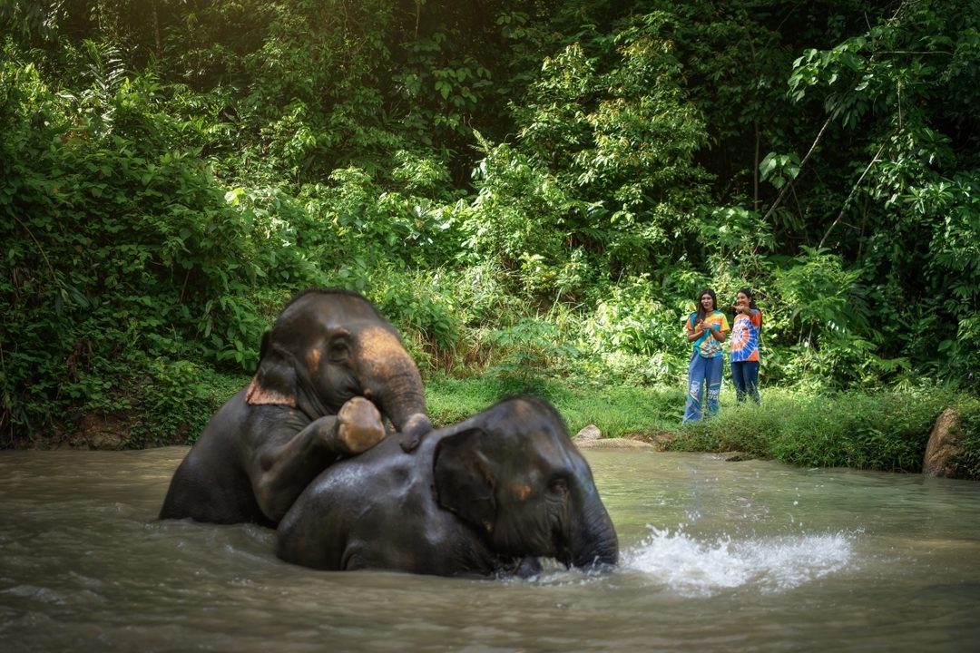 Elephant Jungle Sanctuary Phuket - Feed Me Premium 5