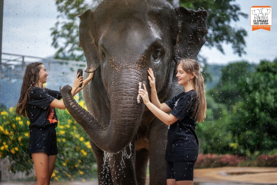 Elephant Jungle Sanctuary Phuket - Feed and Shower 3