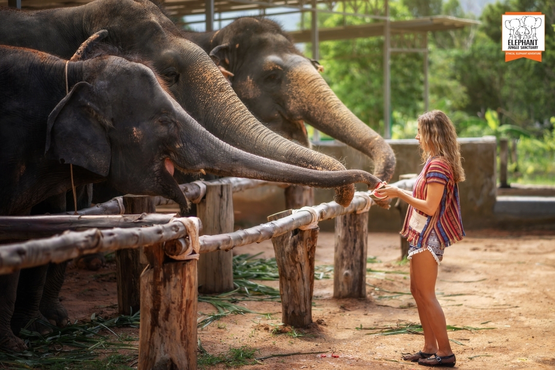 Elephant Jungle Sanctuary Phuket - Half day visit 3