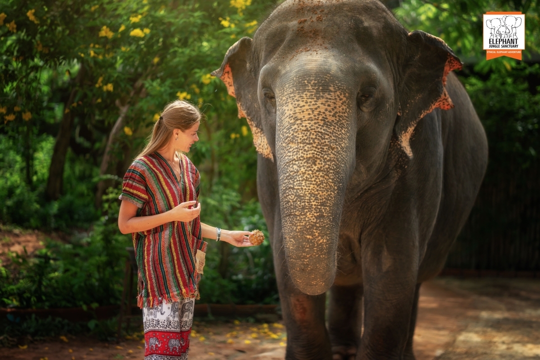 Elephant Jungle Sanctuary Phuket - Walk with elephant 2