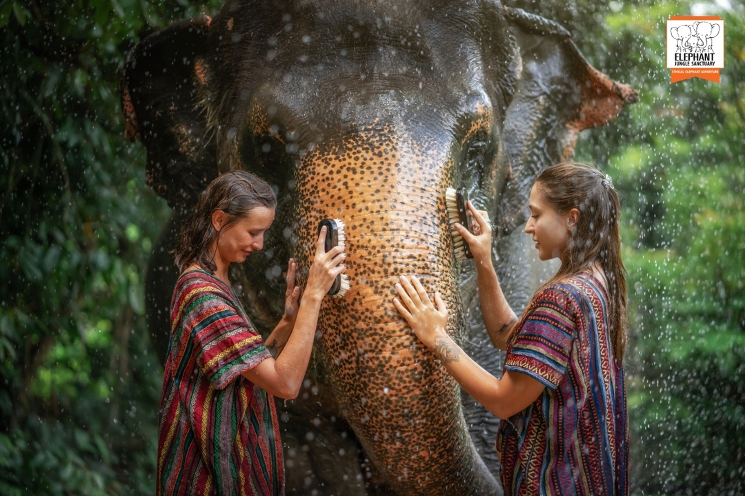 Elephant Jungle Sanctuary Phuket - Walk with elephant 9