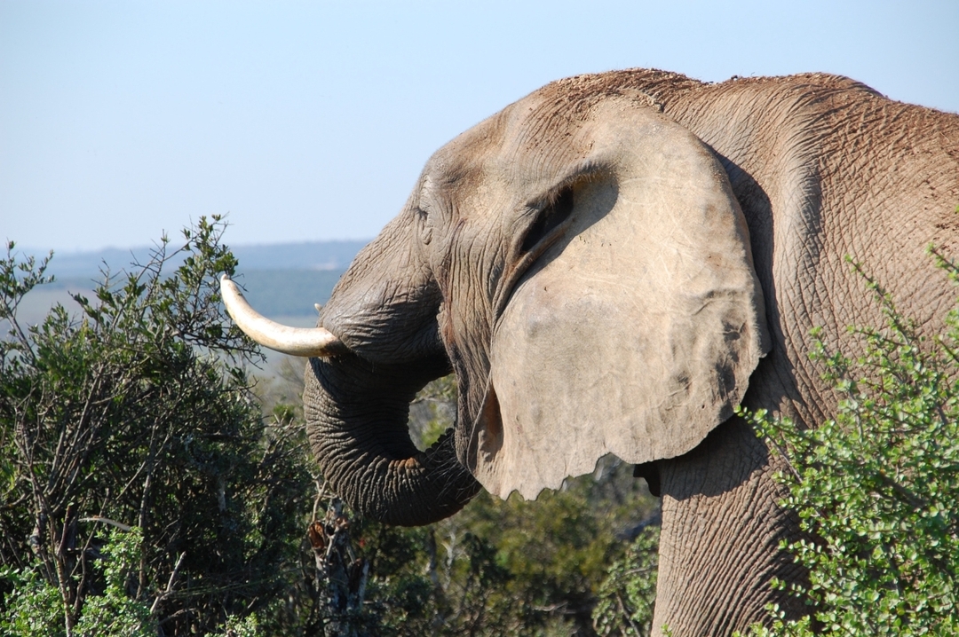 7-Day Kenya Safari Adventure – Amboseli, Lake Naivasha, Lake Nakuru & Masai Mara 2