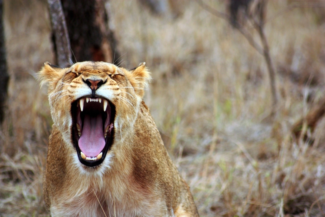 7-Day Kenya Safari Adventure – Amboseli, Lake Naivasha, Lake Nakuru & Masai Mara 3