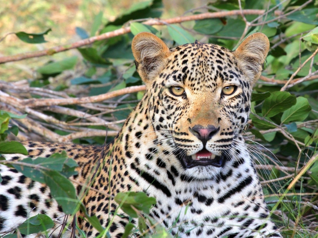 7-Day Kenya Safari Adventure – Amboseli, Lake Naivasha, Lake Nakuru & Masai Mara 4