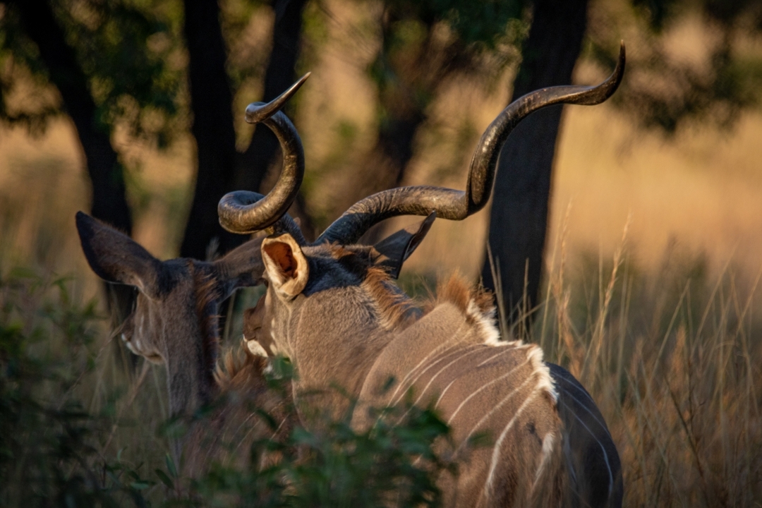 7-Day Kenya Safari Adventure – Amboseli, Lake Naivasha, Lake Nakuru & Masai Mara 5