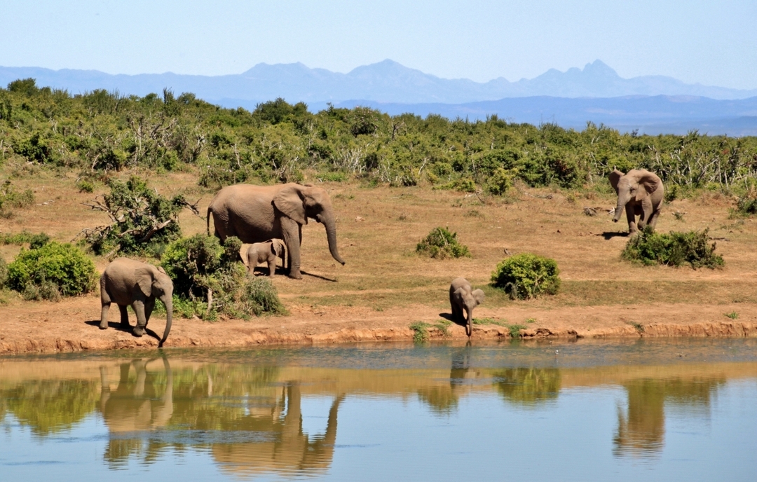 7-Day Kenya Safari Adventure – Amboseli, Lake Naivasha, Lake Nakuru & Masai Mara 6
