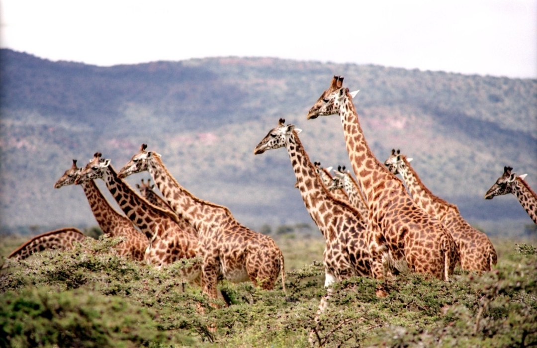 7-Day Kenya Safari Adventure – Amboseli, Lake Naivasha, Lake Nakuru & Masai Mara 7