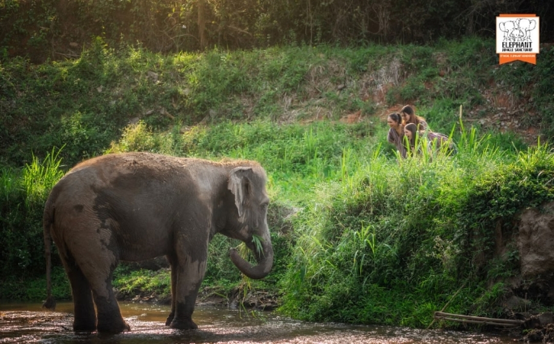 Elephant Jungle Sanctuary Chiang Mai -  Watch Me Tour 2