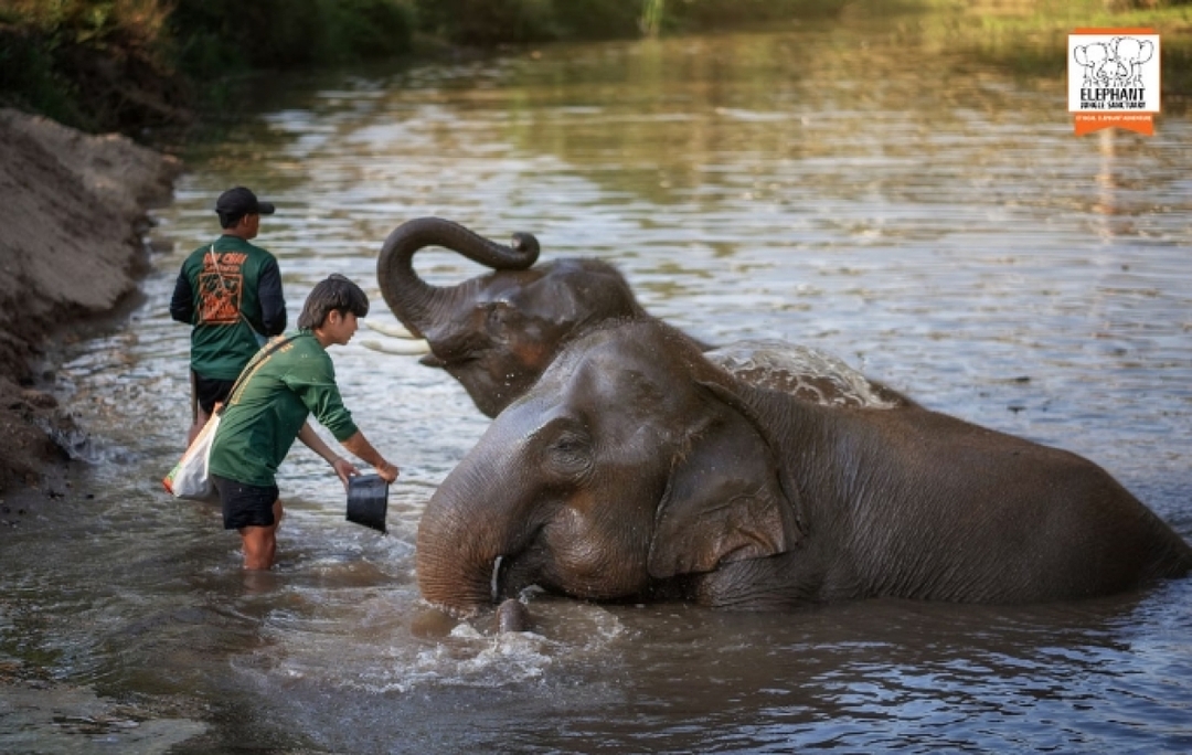Elephant Jungle Sanctuary Chiang Mai -  Watch Me Tour 5