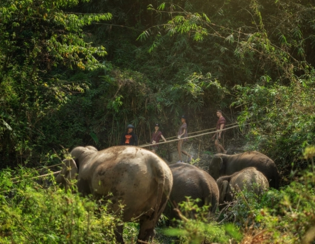 Elephant Jungle Sanctuary Chiang Mai - Full day visit 1