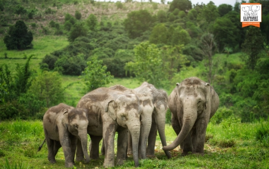 Elephant Jungle Sanctuary Chiang Mai - Full day visit 2