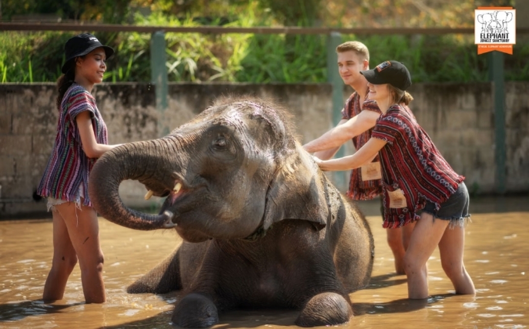 Elephant Jungle Sanctuary Chiang Mai - Full day visit 5