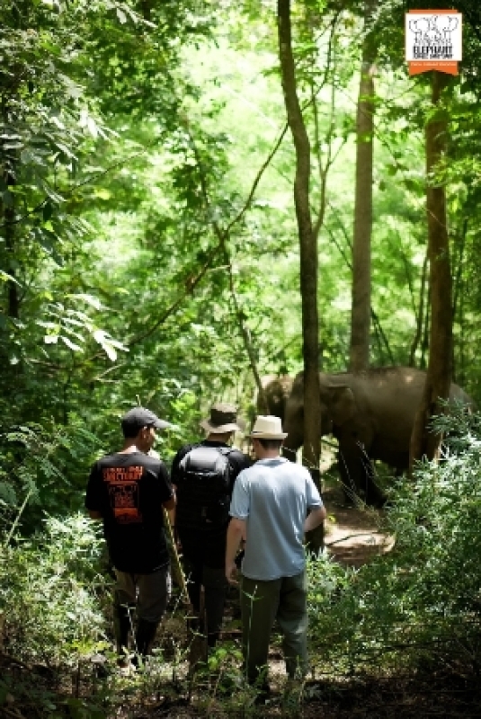 Elephant Jungle Sanctuary Chiang Mai - Walk With Elephant 5