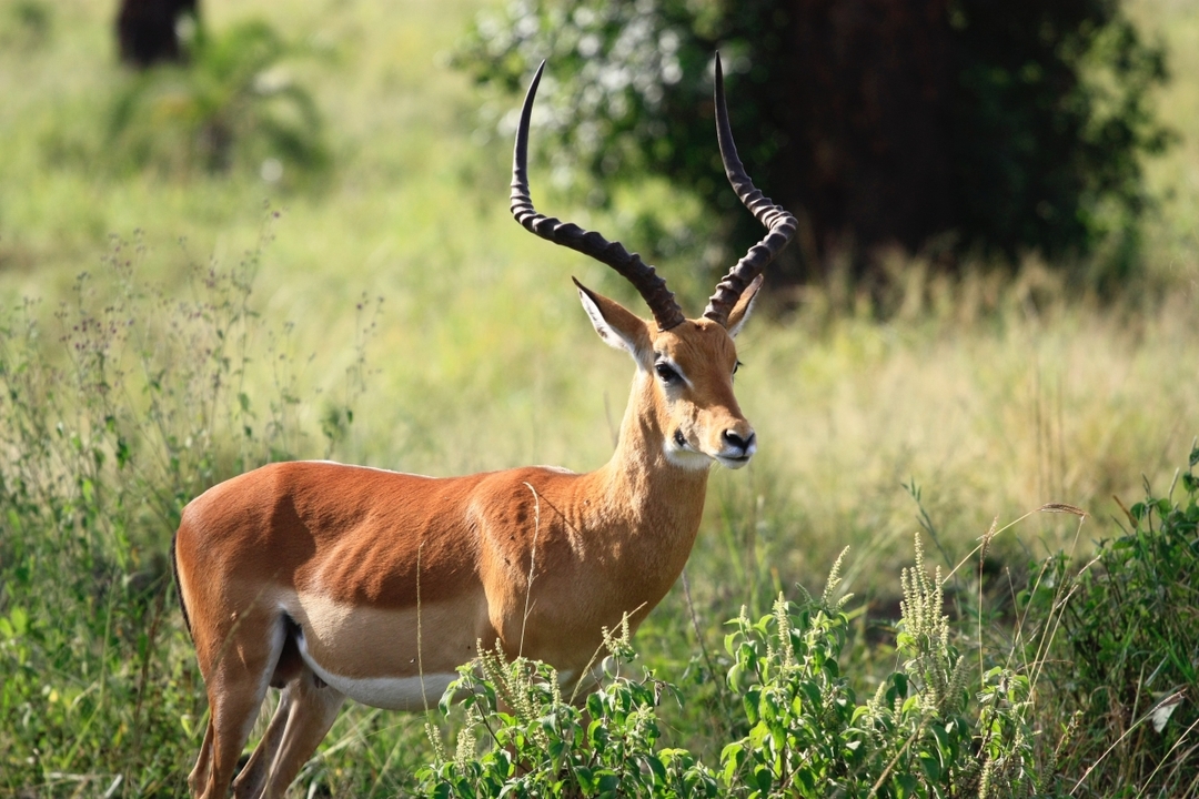 Classic 5-Day Safari – Maasai Mara, Lake Nakuru & Naivasha Rift Valley Circuit 3