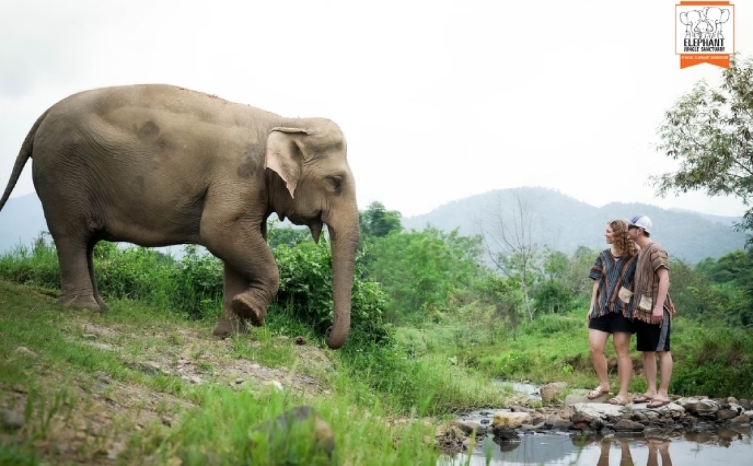 Elephant Jungle Sanctuary Chiang Mai - Overnight Visit (2D1N) 5
