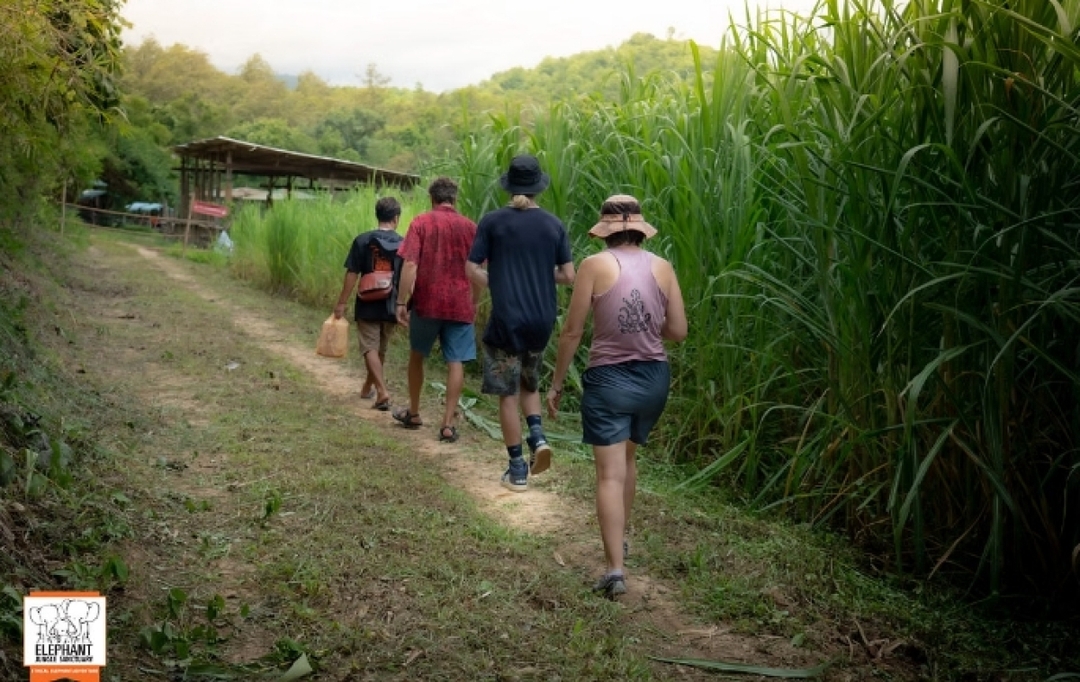 Elephant Jungle Sanctuary Chiang Mai - Overnight Visit (2D1N) 6