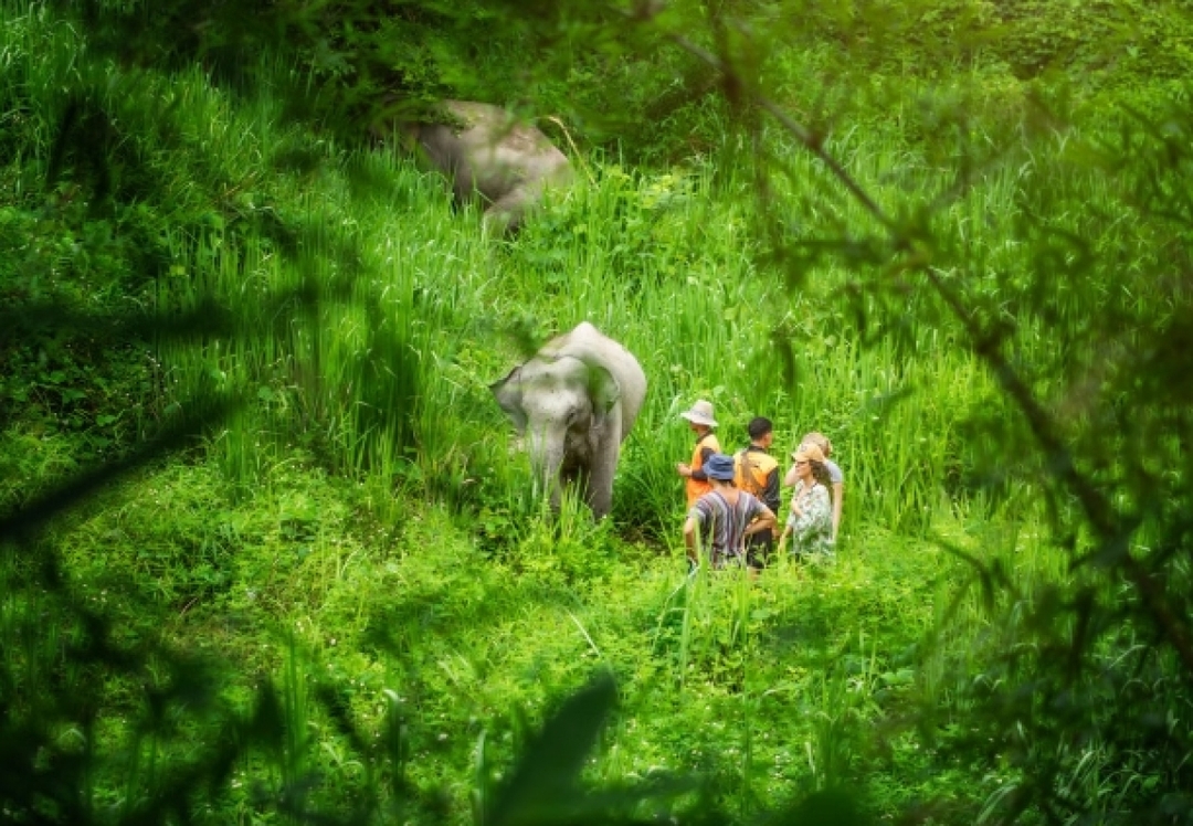 Elephant Jungle Sanctuary Chiang Mai - Overnight Visit (2D1N) 7