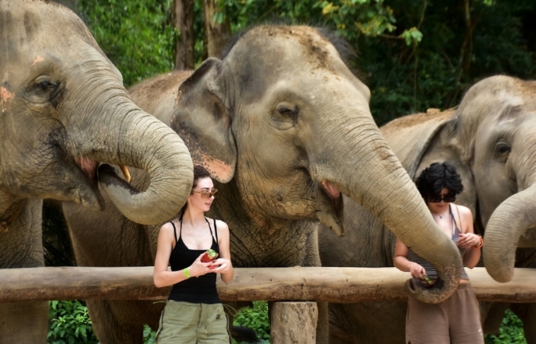 One day walk with Elephant Sanctuary Samui 2