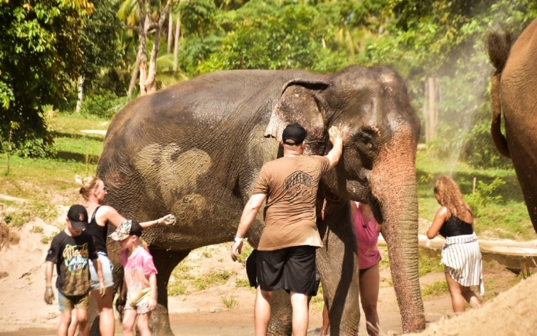 One day walk with Elephant Sanctuary Samui 3