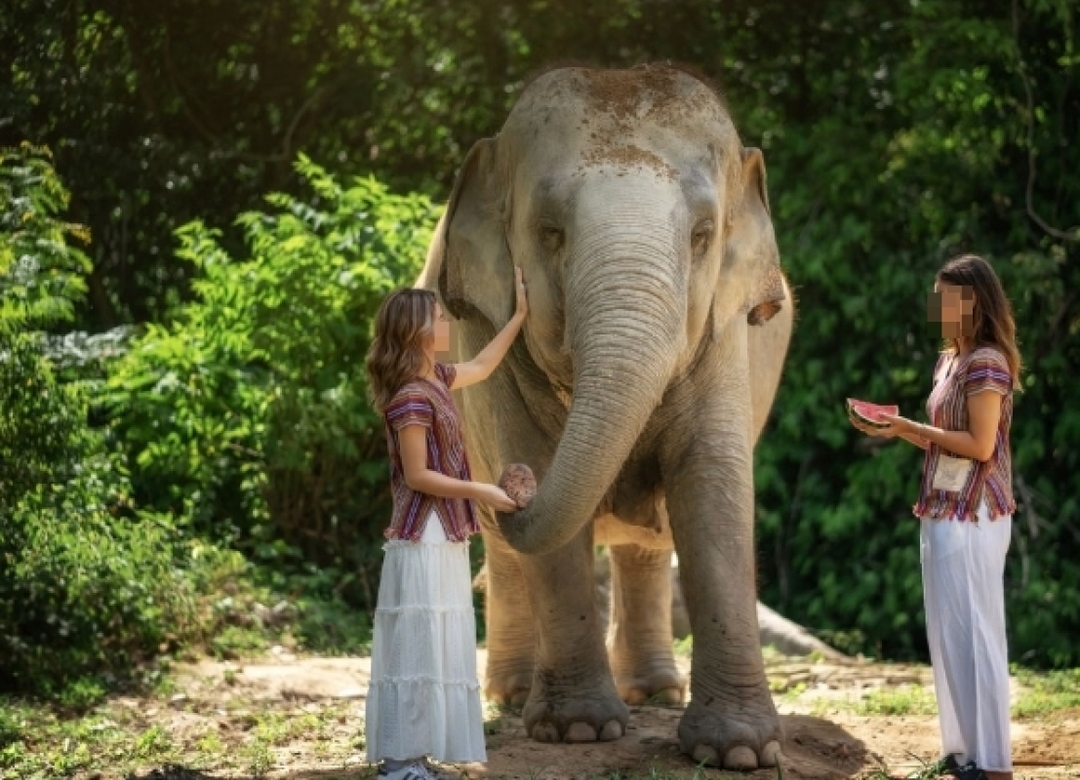 Feed and Shower with Elephant Sanctuary Samui 3
