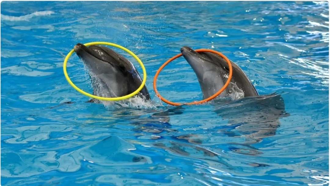 Regular Ticket to Dolphin Show in Pattaya (Only Ticket) 3