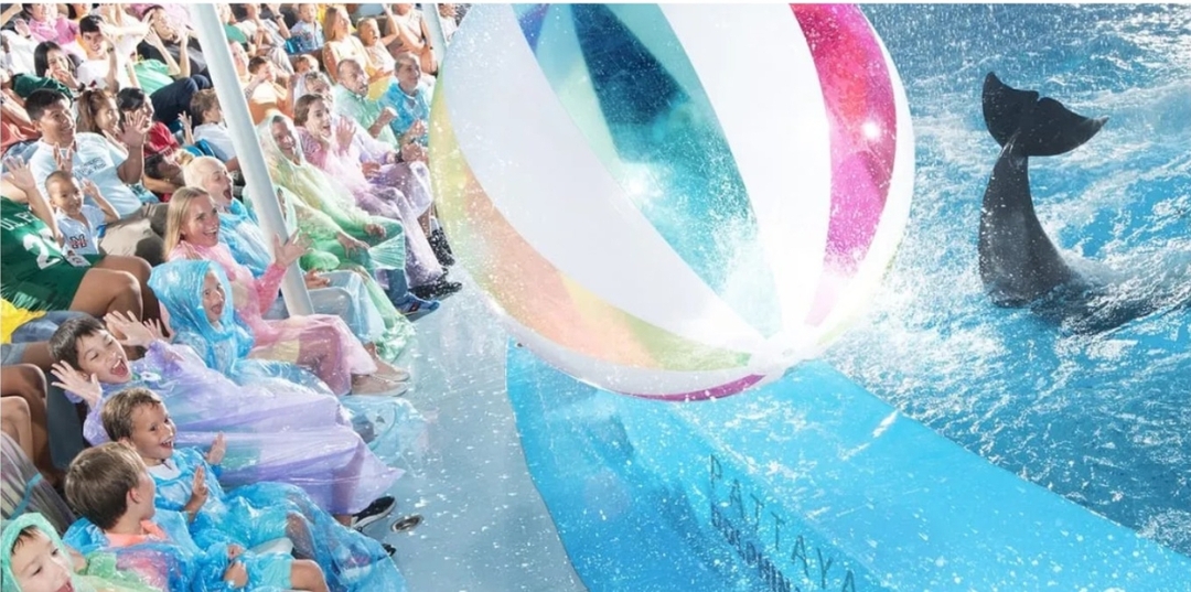 Regular Ticket to Dolphin Show in Pattaya (Only Ticket) 4