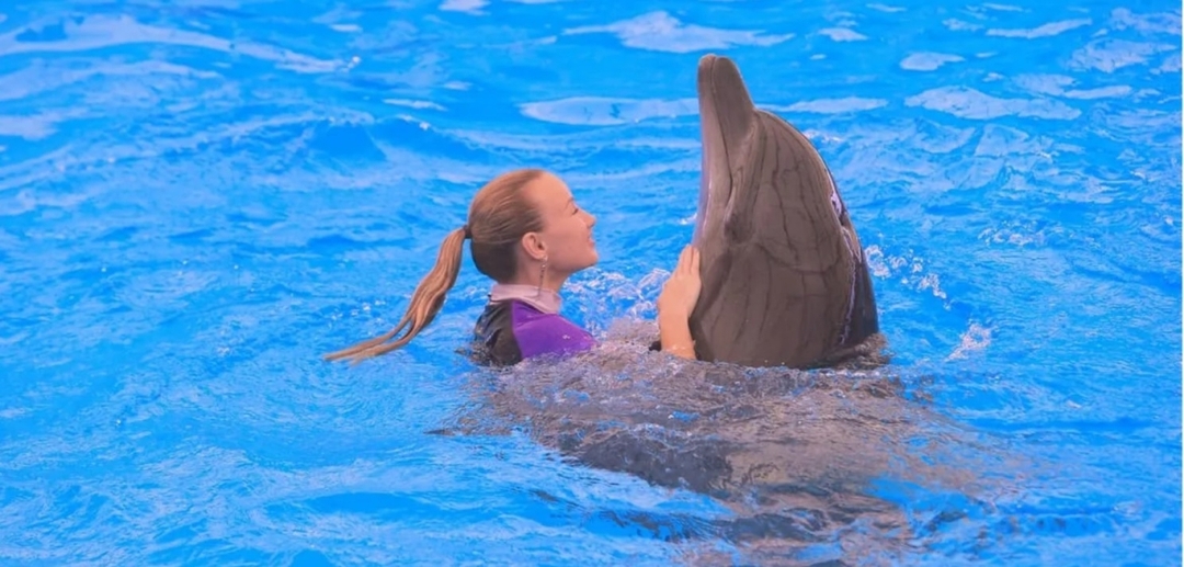 Regular Ticket to Dolphin Show in Pattaya (Only Ticket) 5