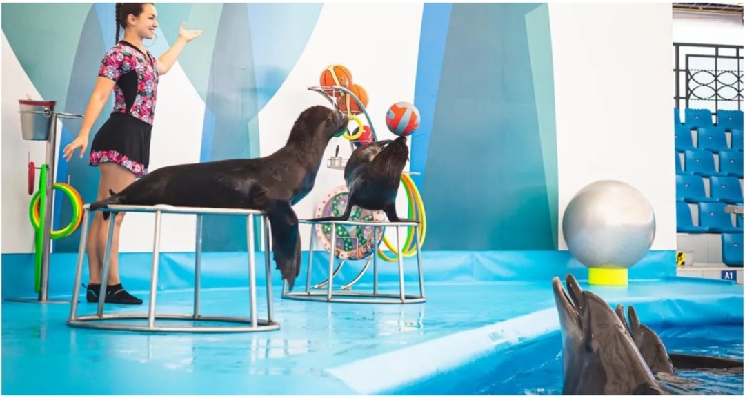 Regular Ticket to Dolphin Show in Pattaya (Only Ticket) 1