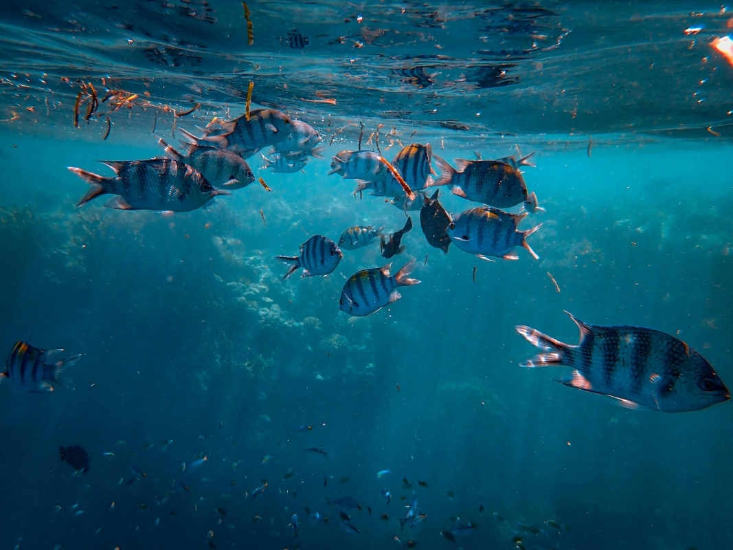 Daily Scuba Diving Tour from Skyros 2