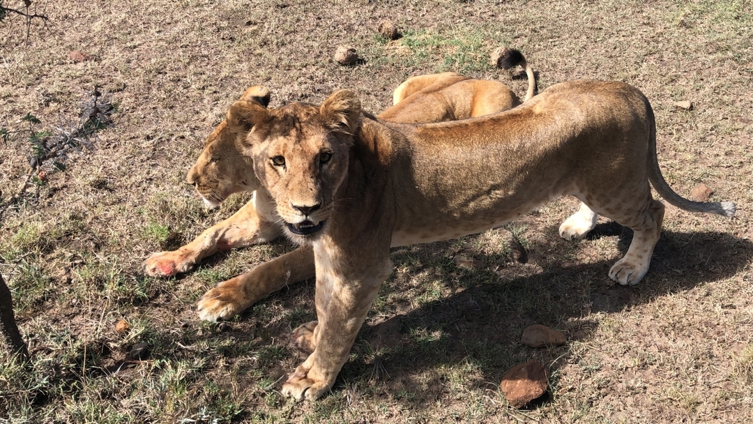 Wild & Scenic Kenya – A 7-Day Signature Safari 6