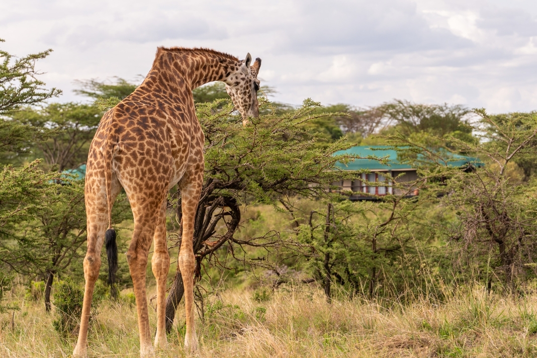 Honeymoon In the Wild  9