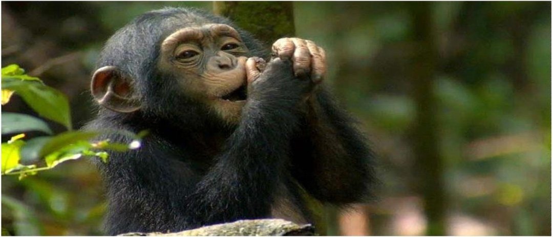 7 Days Uganda Gorilla and Chimpanzee Trekking Safari 1