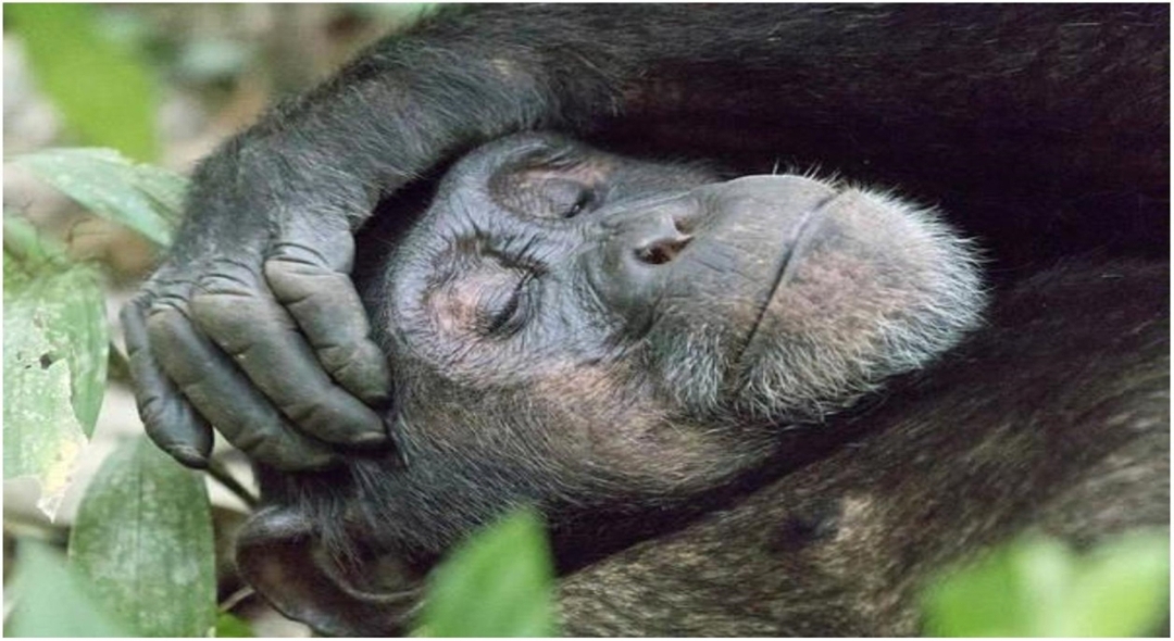 7 Days Uganda Gorilla and Chimpanzee Trekking Safari 3