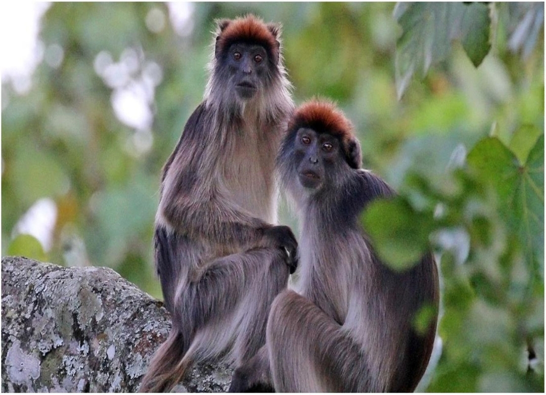 7 Days Uganda Gorilla and Chimpanzee Trekking Safari 5