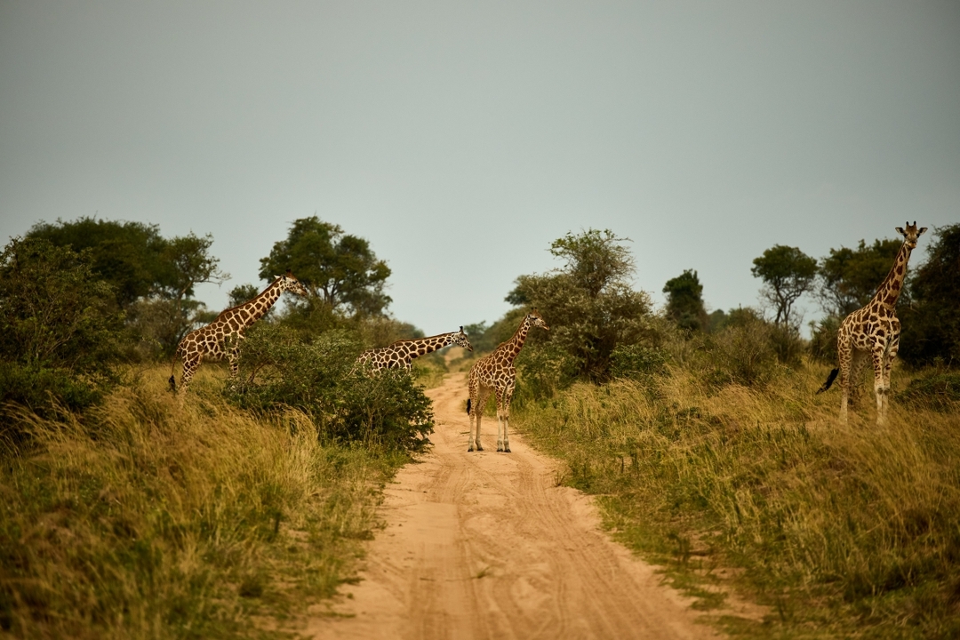 9 Days Big Five Gorilla Trekking & Chimpanzee Trekking Wildlife Safari to Uganda 4