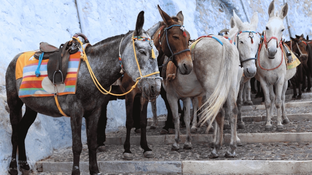 8 Day Greece & Turkey Highlights Tour: Athens, Santorini & Istanbul Package 6