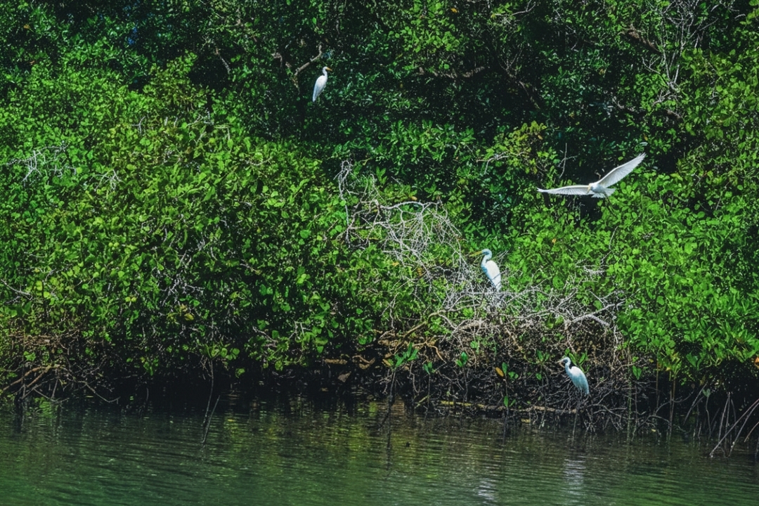 Bali Snorkeling and Mangrove Cruise by Glass Bottom Boat 5