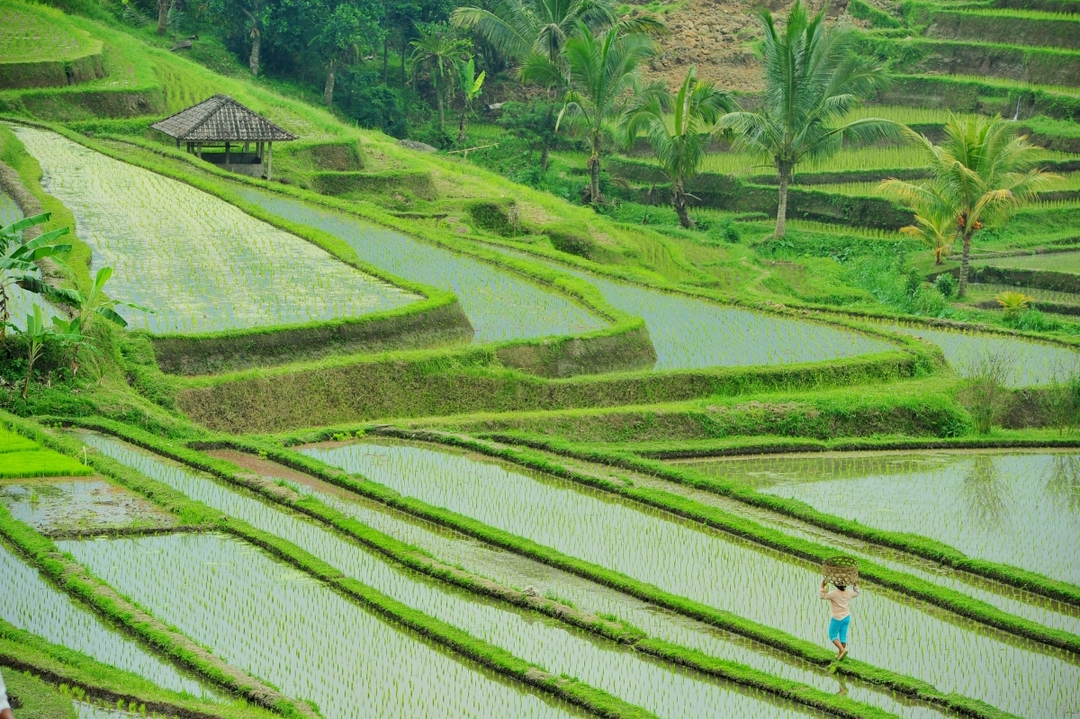 Bali Swing, Tegalalang Rice Terrace and Ubud Center 2