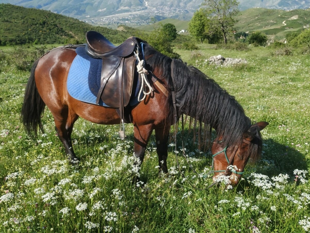 Horse Riding Bundle in Gjirokaster 3